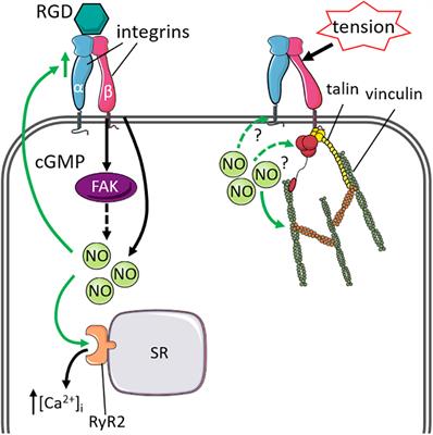 Nitric Oxide and Mechano-Electrical Transduction in Cardiomyocytes